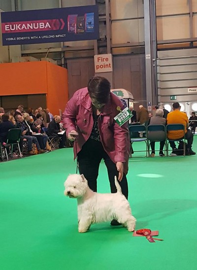 Westie crufts deals